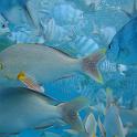 21 Aquarium